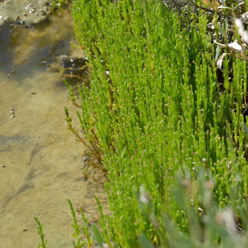 Salicornia europaea - Salicornia (Plant habit)