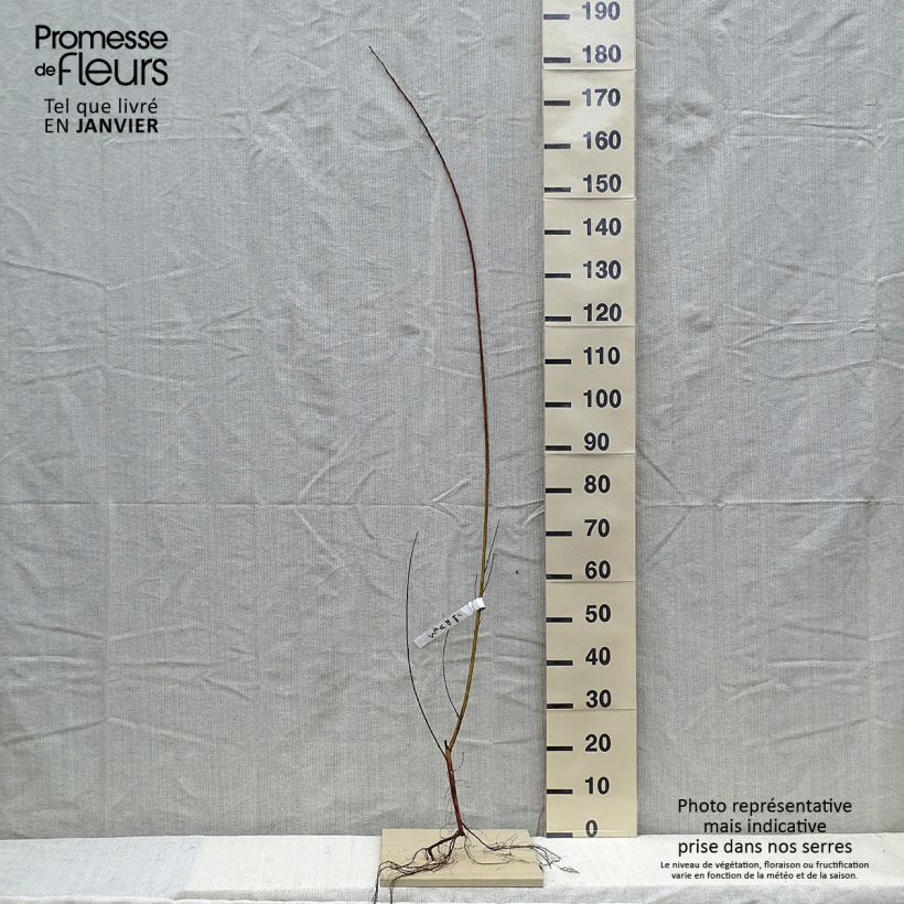 Salix alba Chermesina - Salice bianco Piante piccole a radice nuda esemplare consegnato in inverno