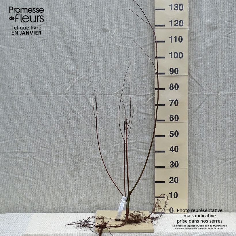 Salix alba - Salice bianco Piante piccole a radice nuda esemplare consegnato in inverno