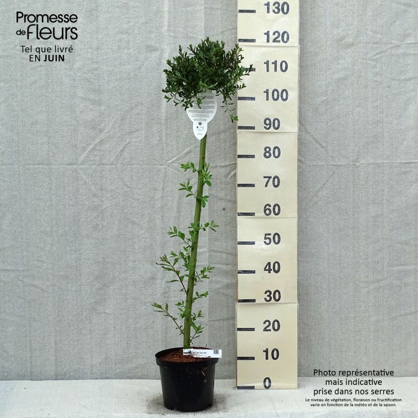 Salix arctica Yalta Vaso da 4L/5L, Vaso impalcato esemplare consegnato in primavera