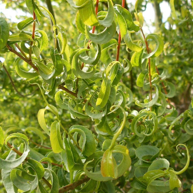 Salix caprea Curly Locks - Salice delle capre piangente (Fogliame)