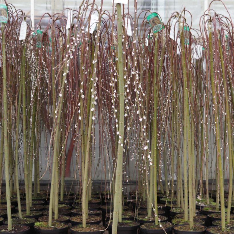 Salix caprea Kilmarnock - Salice delle capre (Plant habit)