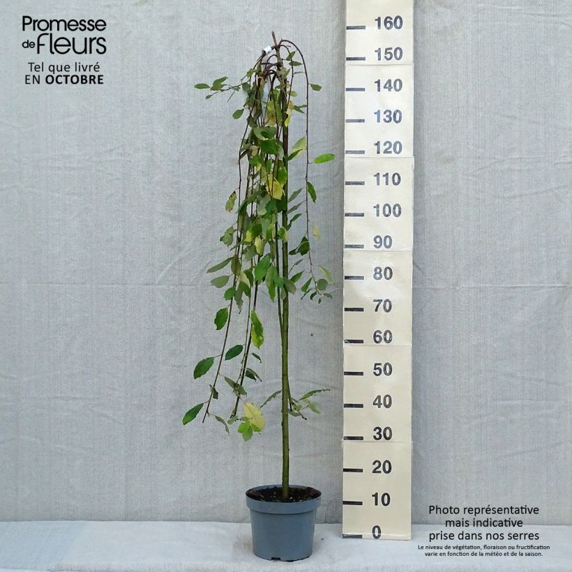 Esemplare di Salix caprea Kilmarnock - Salice delle capre Vaso da 4L/5L, Vaso impalcato come consegnato in autunno
