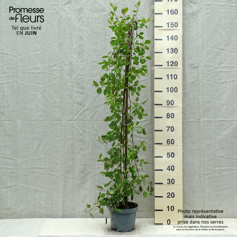 Example of Salix caprea Kilmarnock - Salice delle capre Vaso da 4L/5L, Vaso impalcato as you get in printemps