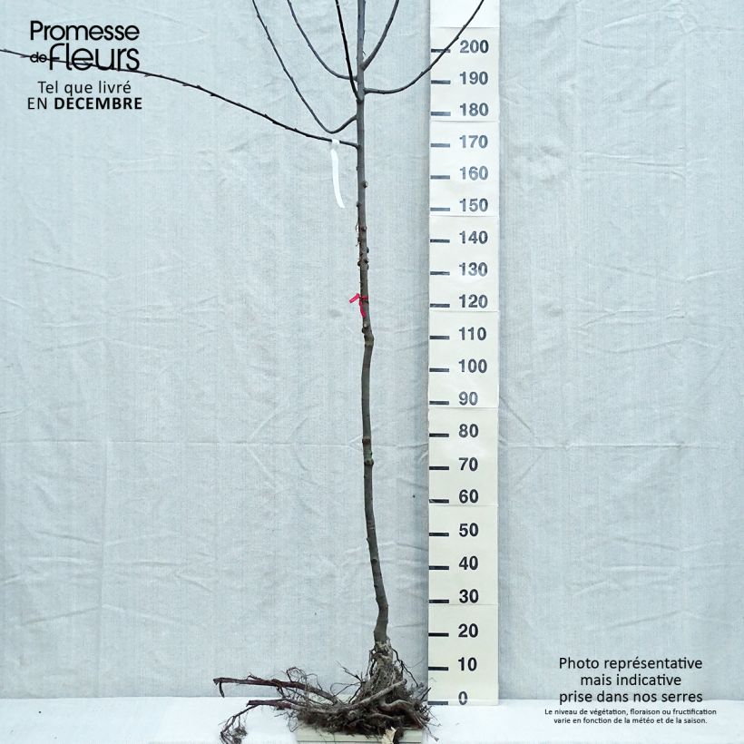 Example of Salix caprea - Salice delle capre Piante grandi a radice nuda, Vaso impalcato as you get in hiver