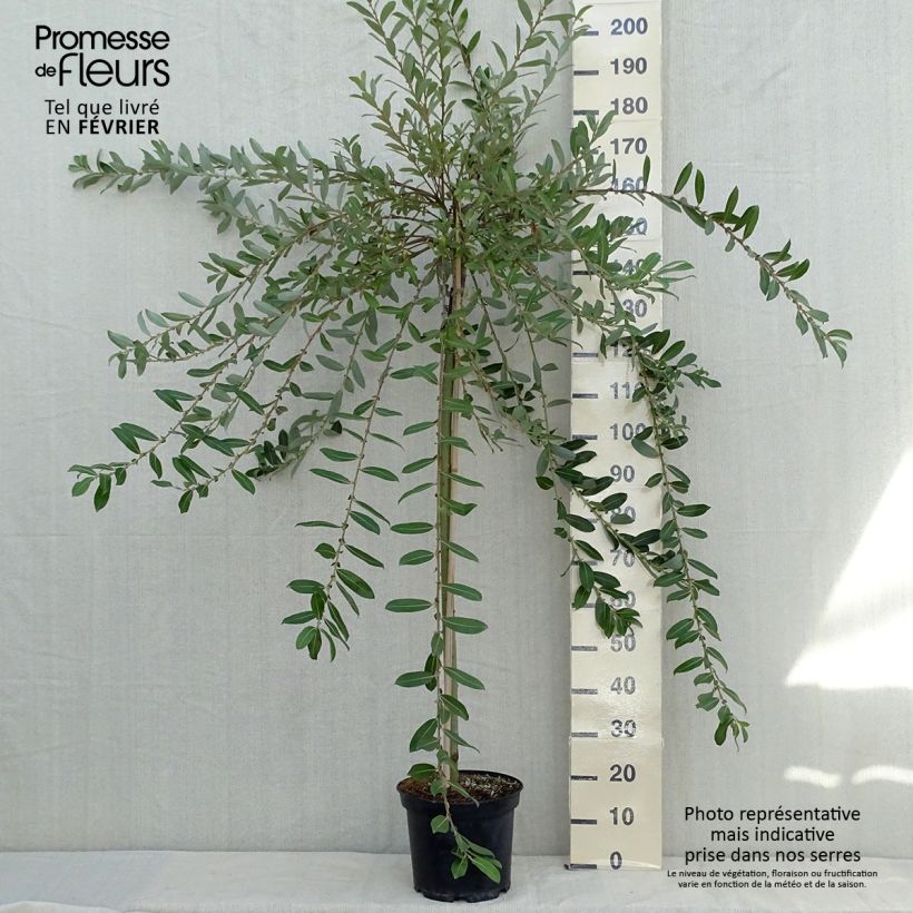 Esemplare di Salix gracilistyla Mount Aso - Salice rosa Vaso da 6L/7L, Vaso impalcato come consegnato in autunno