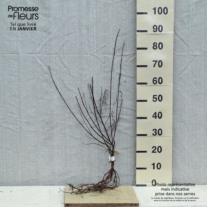 Salix elaeagnos subsp. angustifolia Angustifolia Piante piccole a radice nuda esemplare consegnato in inverno