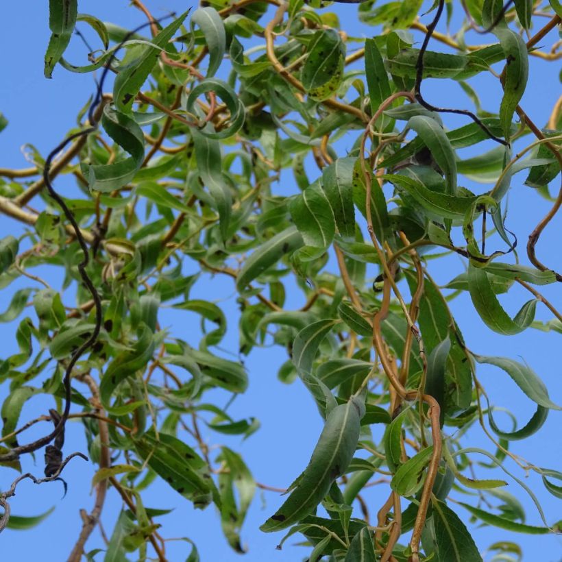 Salix erythroflexuosa (Foliage)
