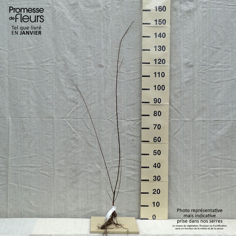 Example of Salix fragilis - Salice fragile Piante piccole a radice nuda as you get in hiver
