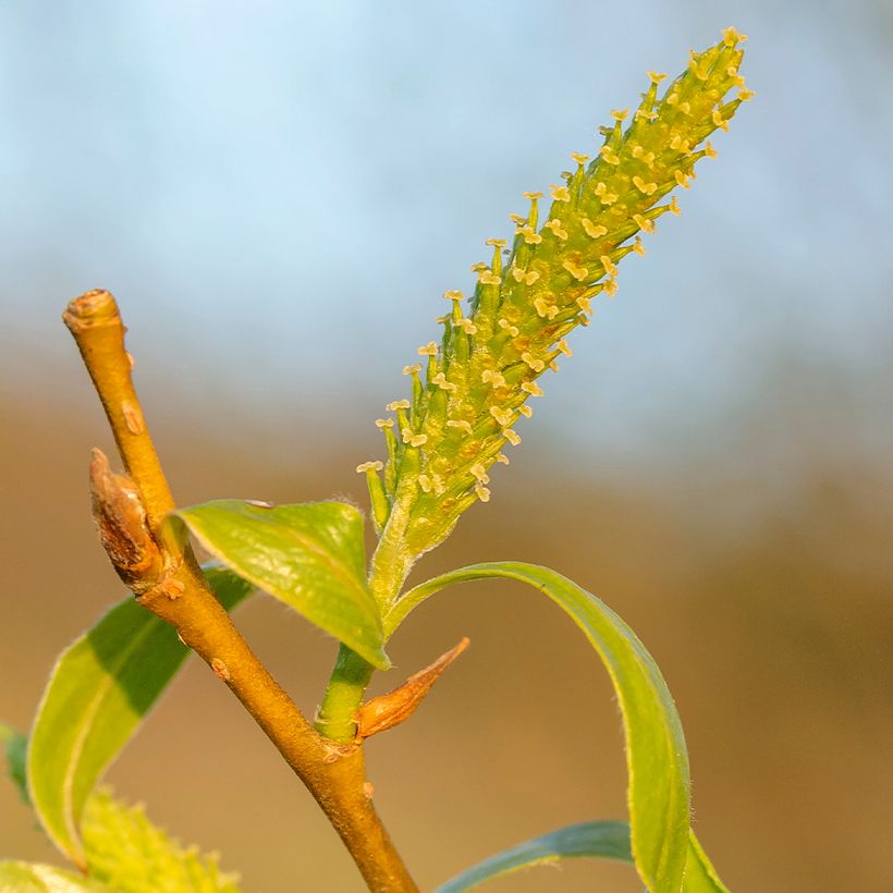 Salix fragilis - Salice fragile (Flowering)