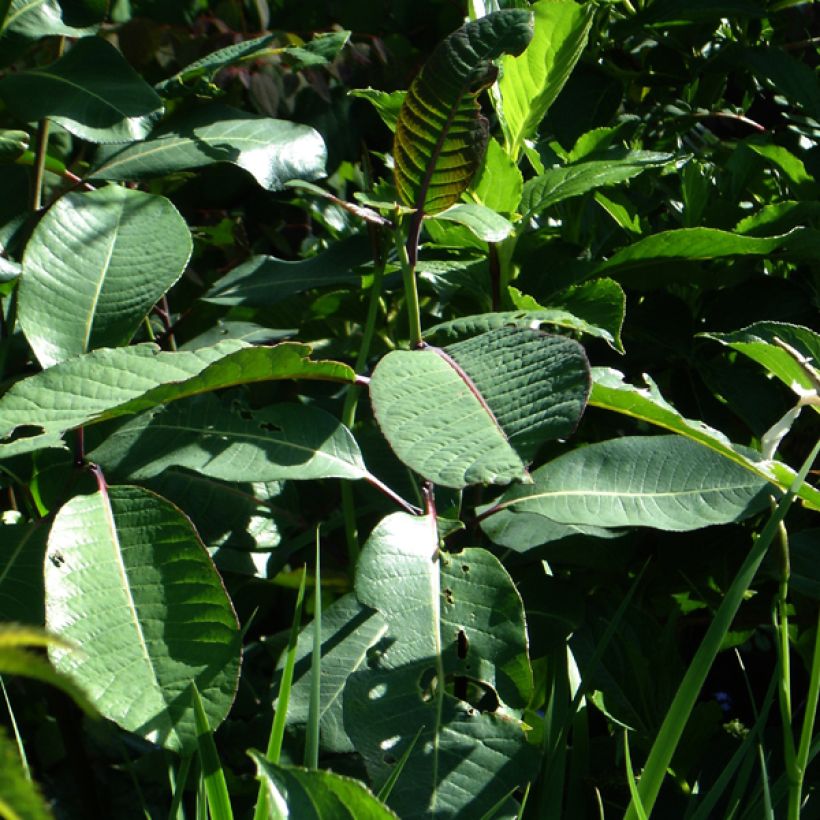 Salix magnifica (Foliage)