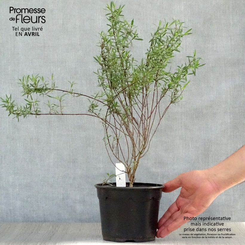 Example of Salix purpurea Nana - Salice rosso nano Vaso da 2L/3L as you get in printemps