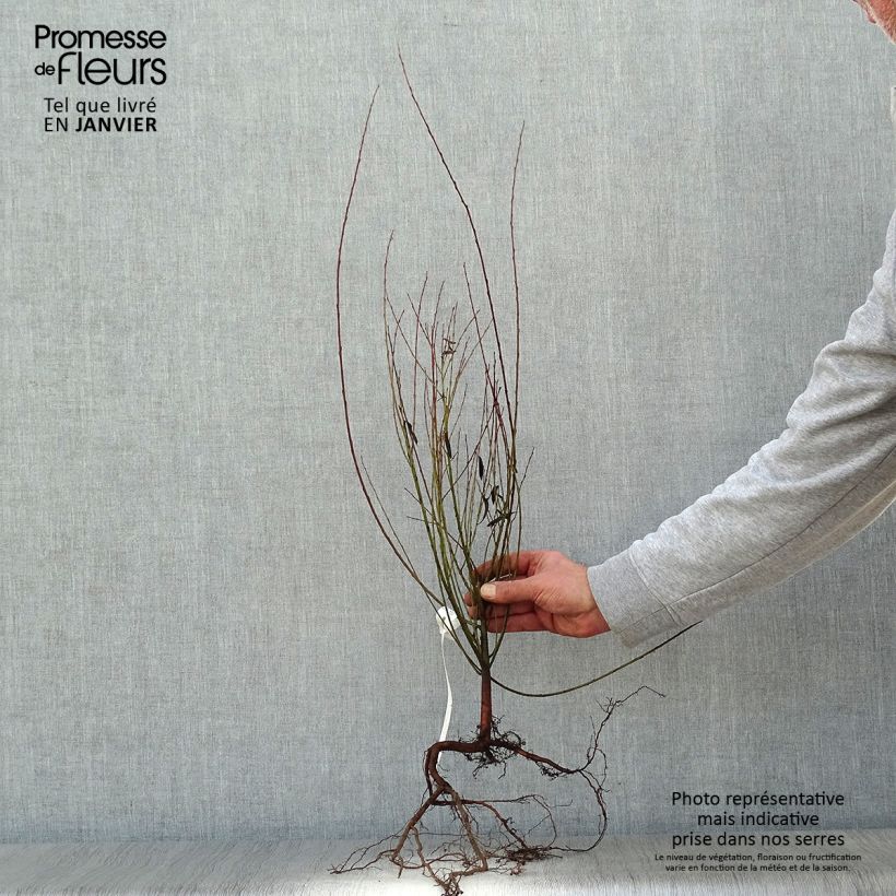 Example of Salix purpurea Nana - Salice rosso nano Piante piccole a radice nuda as you get in hiver