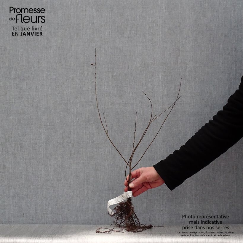 Salix repens Nitida - Salice strisciante Piante piccole a radice nuda esemplare consegnato in inverno