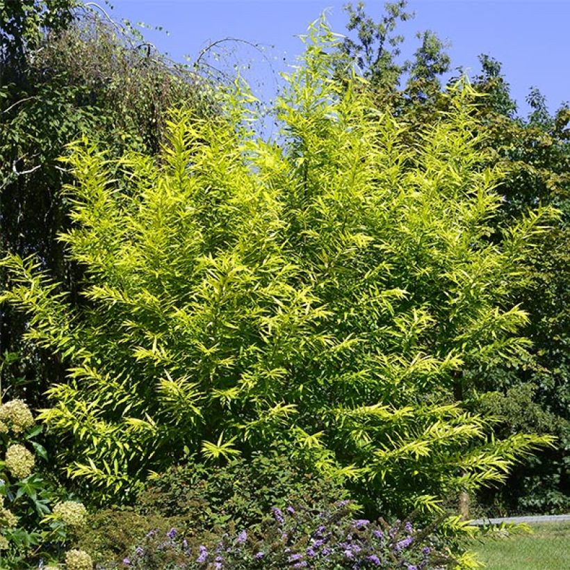 Salix sachalinensis Golden Sunshine - Salice dorato (Plant habit)