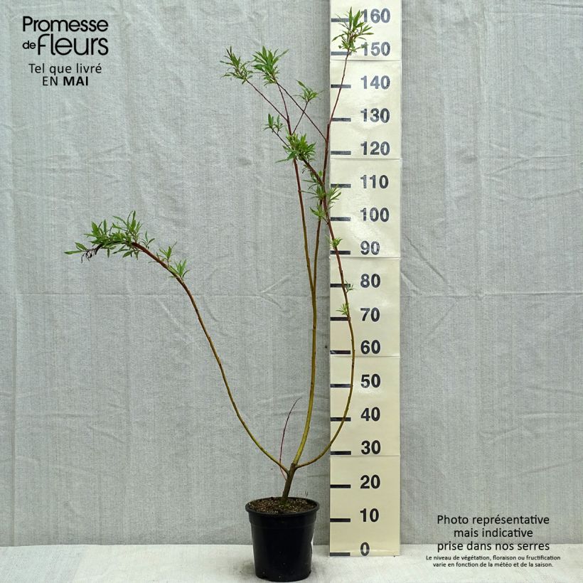 Salix sachalinensis Sekka Vaso da 3L/4L esemplare consegnato in primavera
