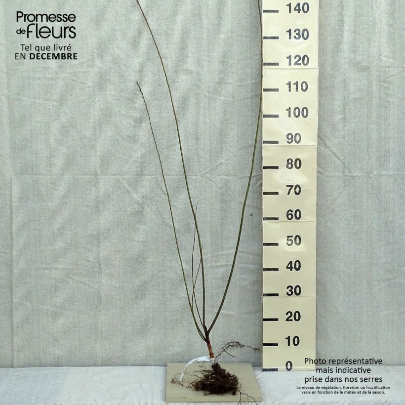 Salix triandra Piante piccole a radice nuda esemplare consegnato in inverno