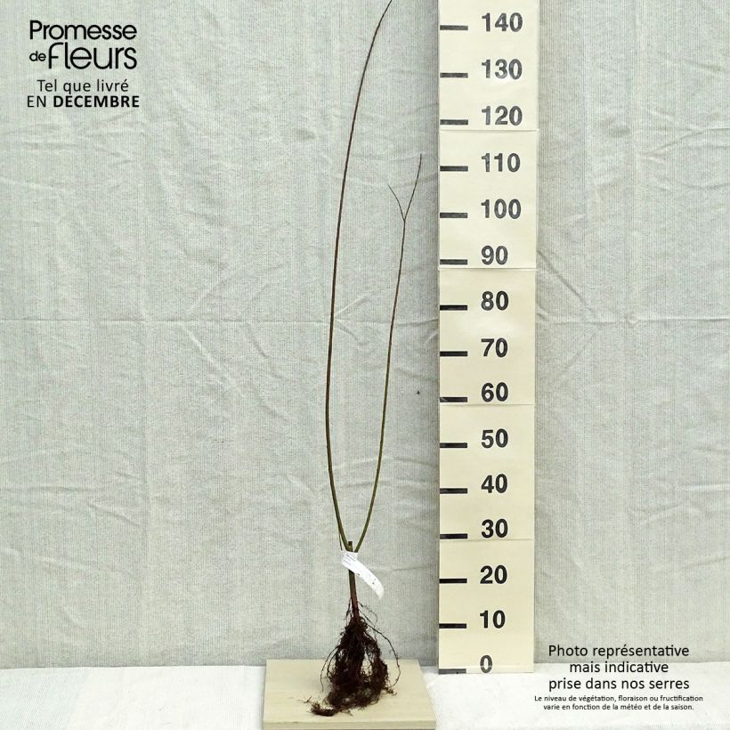 Salix viminalis - Salice viminale Piante piccole a radice nuda esemplare consegnato in inverno