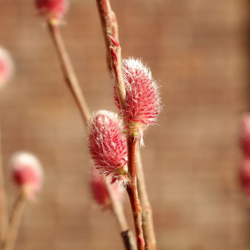 Salix gracilistyla Mount Aso - Salice rosa (Fioritura)