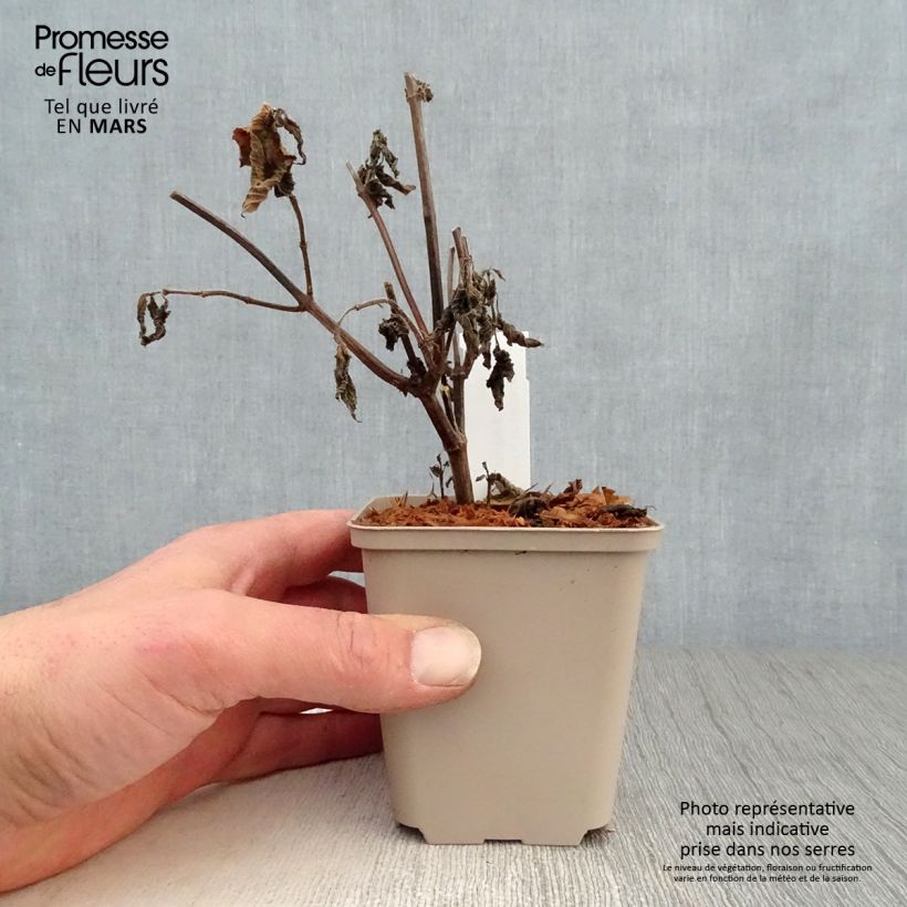 Example of Salvia guaranitica Amante Vasetto da 8/9 cm as you get in printemps