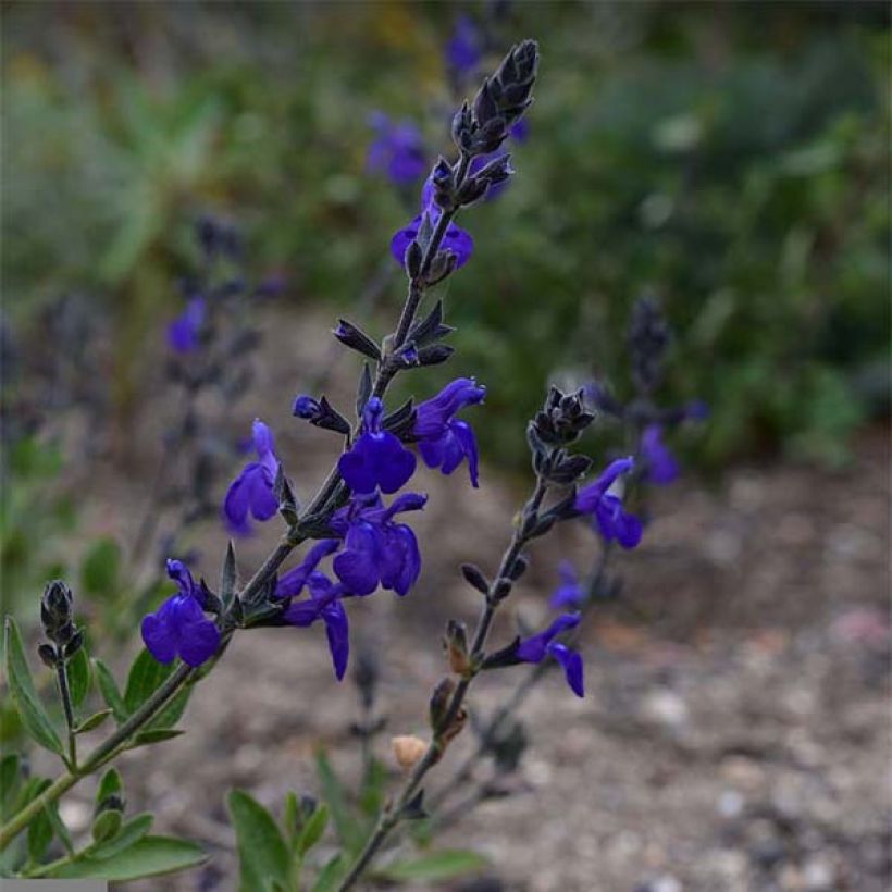 Salvia microphylla Blue Note - Salvia arbustiva (Flowering)