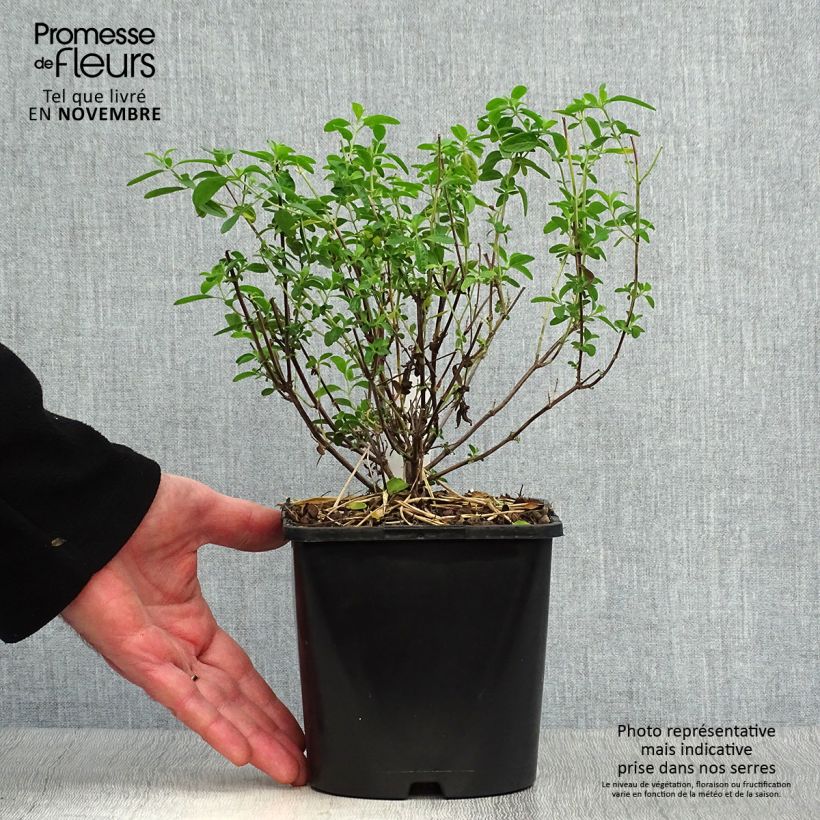 Esemplare di Salvia Delice Feline - Salvia arbustiva Vaso da 2L/3L come consegnato in autunno