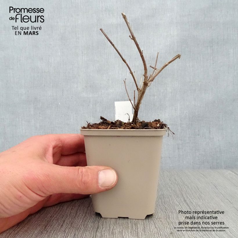 Salvia Delice Gold and Wine - Salvia arbustiva Vasetto da 8/9 cm esemplare consegnato in primavera