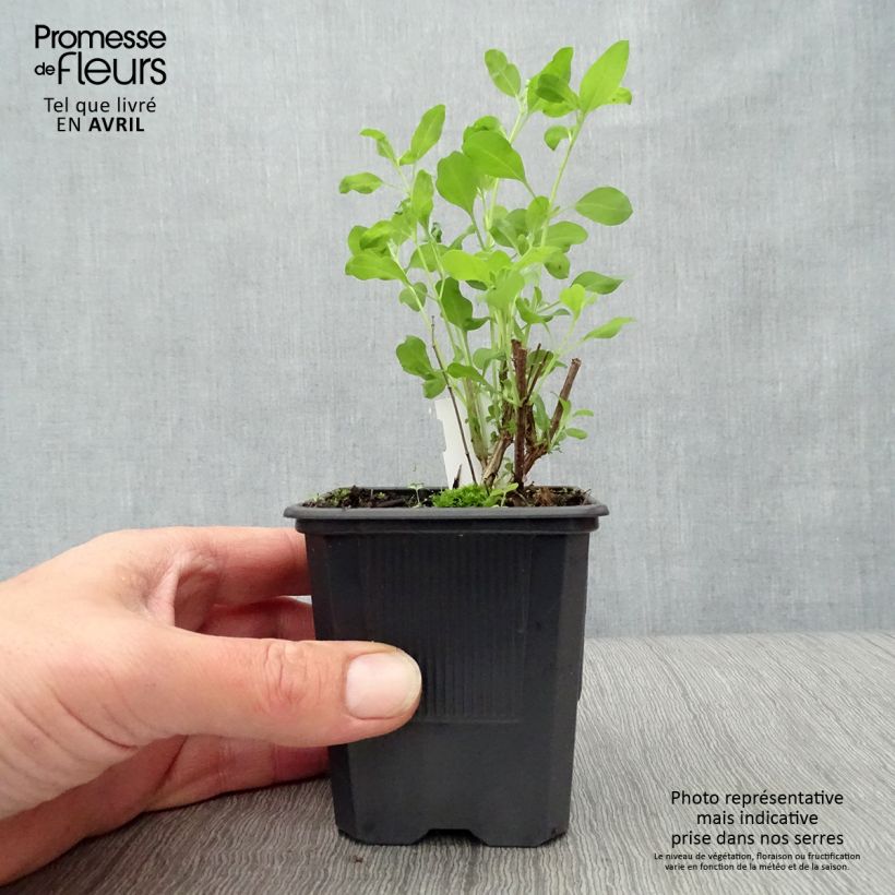 Salvia Dyson's Joy - Salvia arbustiva Vasetto da 8/9 cm esemplare consegnato in primavera