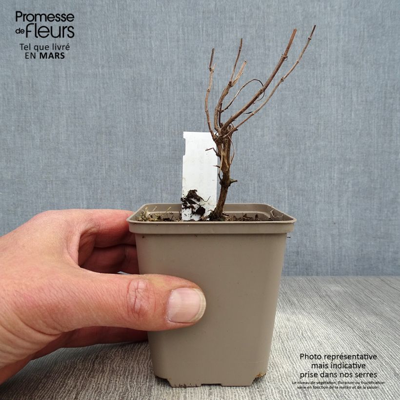 Example of Salvia Papajan - Salvia arbustiva Vasetto da 8/9 cm as you get in printemps