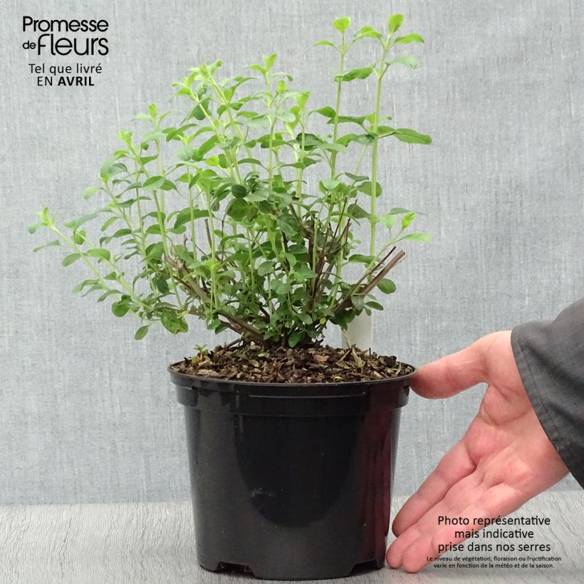 Example of Salvia Papajan - Salvia arbustiva Vaso da 2L/3L as you get in printemps
