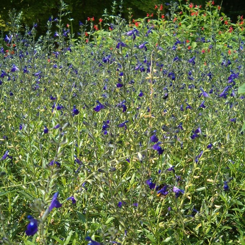 Salvia coahuilensis (Plant habit)