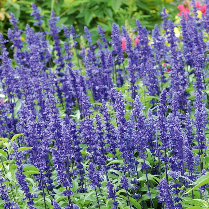 Salvia farinacea Saga bleue (Fioritura)