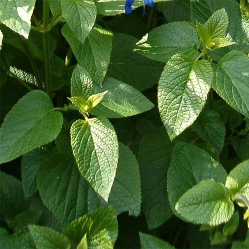 Salvia guaranitica Black and Blue (Foliage)