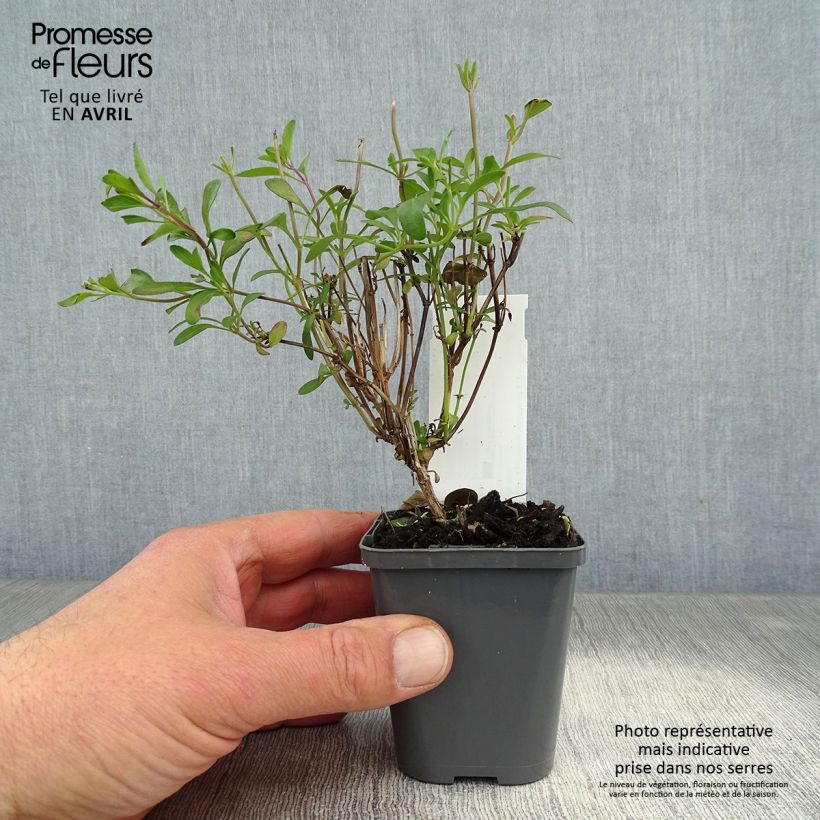 Salvia jamensis Violette de Loire - Salvia arbustiva Vasetto da 7/8 cm esemplare consegnato in primavera