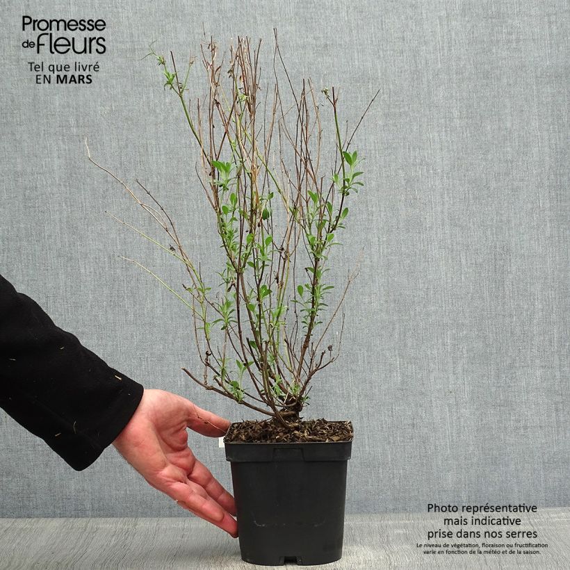 Salvia jamensis Violette de Loire - Salvia arbustiva Vaso da 2L/3L esemplare consegnato in primavera