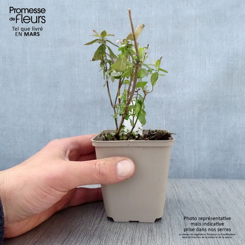 Example of Salvia microphylla Delice Aquamarine - Salvia arbustiva Vasetto da 8/9 cm as you get in printemps