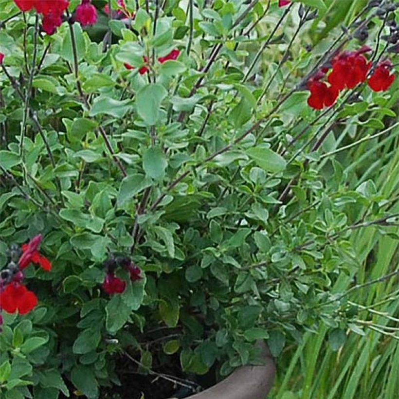 Salvia jamensis Reve Rouge - Salvia arbustiva (Foliage)