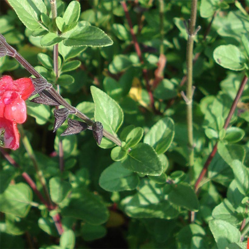 Salvia microphylla Royal Bumble - Salvia arbustiva (Fogliame)