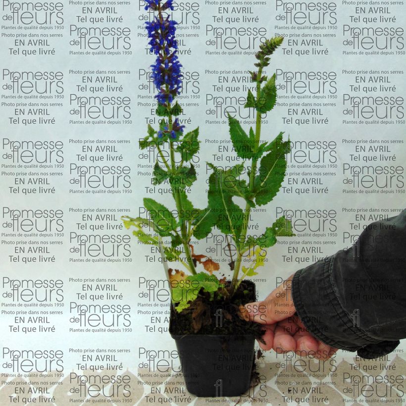 Esempio di esemplare Salvia nemorosa April Night Vasetto da 8/9 cm come consegnato