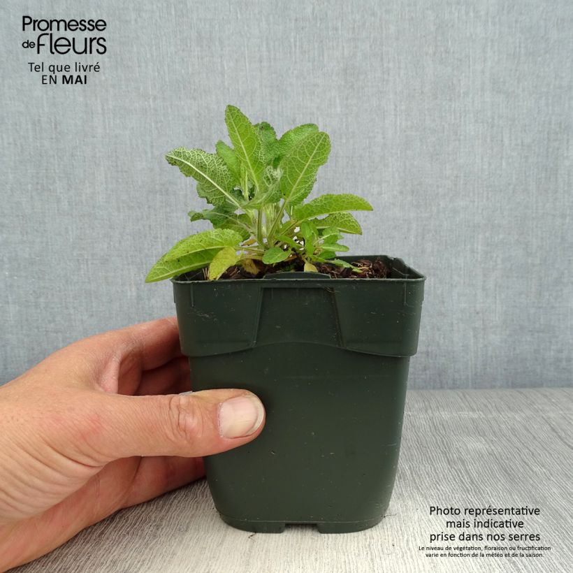 Salvia nemorosa Blue Marvel Vasetto da 8/9 cm esemplare consegnato in primavera