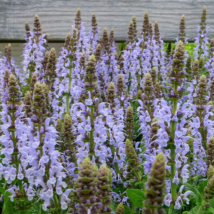 Salvia nemorosa Bumblesky (Fioritura)