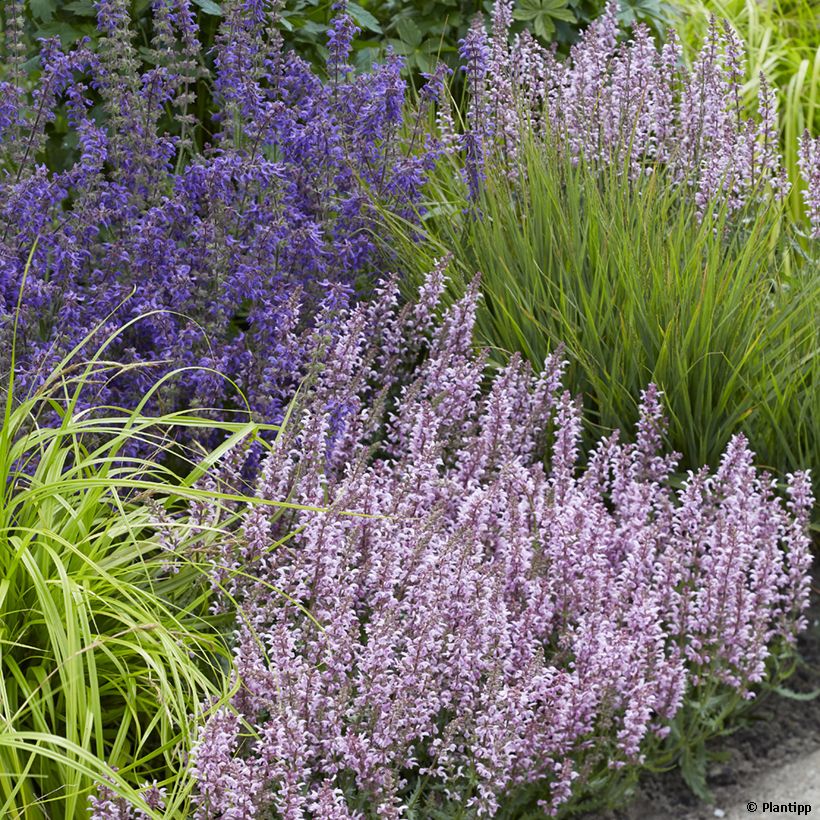 Salvia nemorosa Feathers Flamingo (Plant habit)