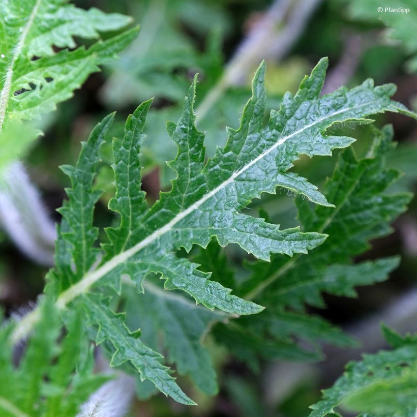 Salvia Feathers Peacock (Fogliame)