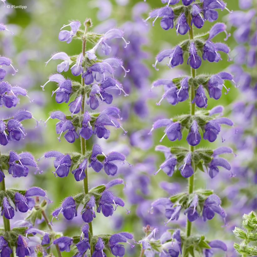 Salvia Feathers Peacock (Fioritura)