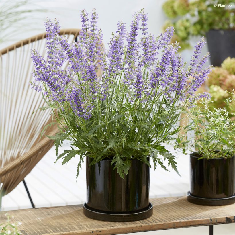 Salvia Feathers Peacock (Porto)