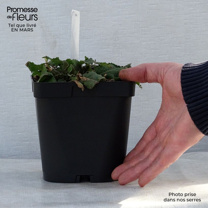 Salvia nemorosa Mainacht Vaso da 2L/3L esemplare consegnato in primavera