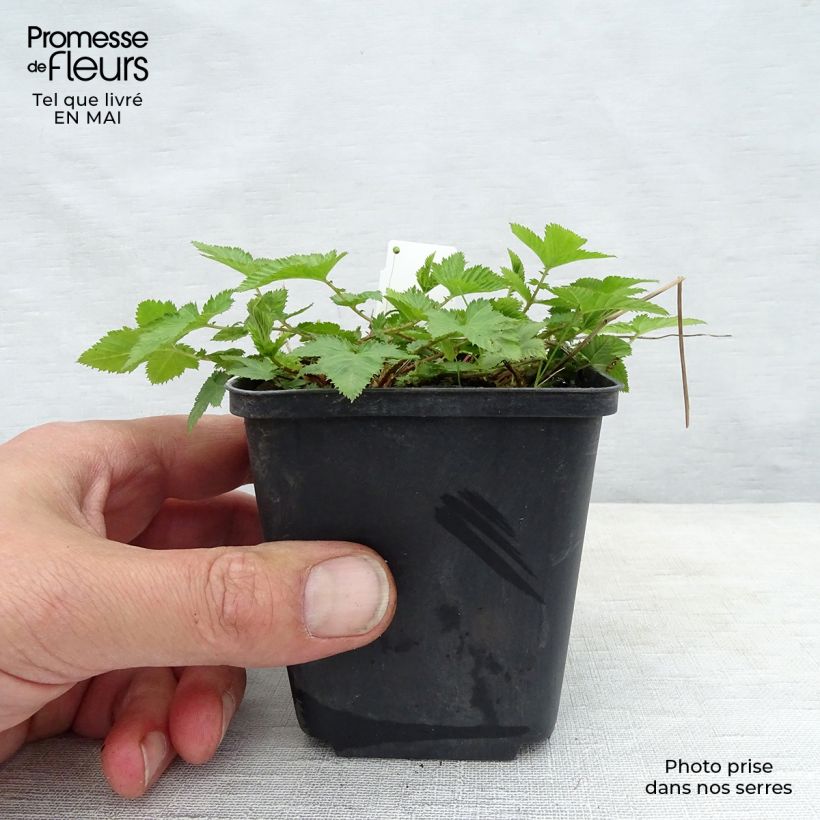 Salvia nemorosa Mainacht Vasetto da 8/9 cm esemplare consegnato in primavera