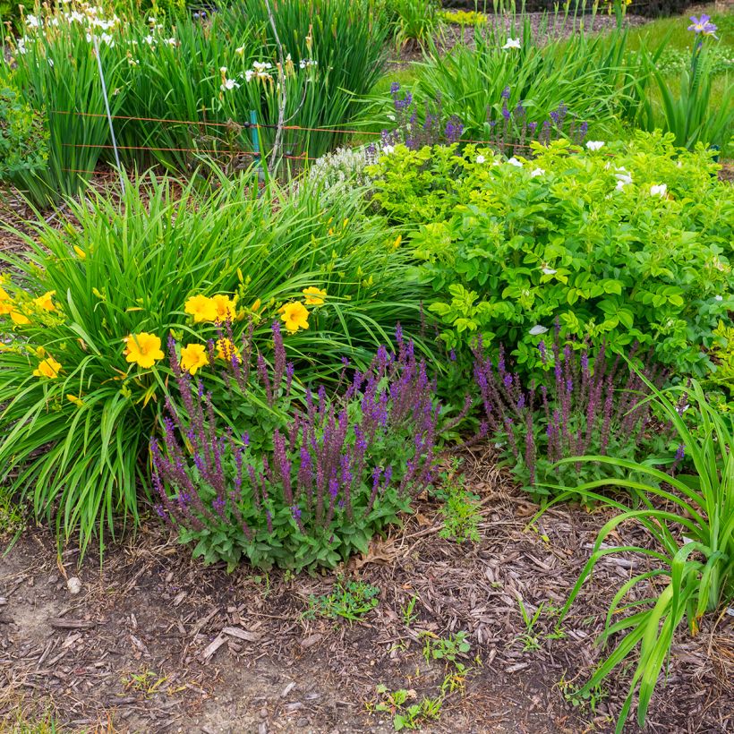 Salvia nemorosa Marcus (Porto)