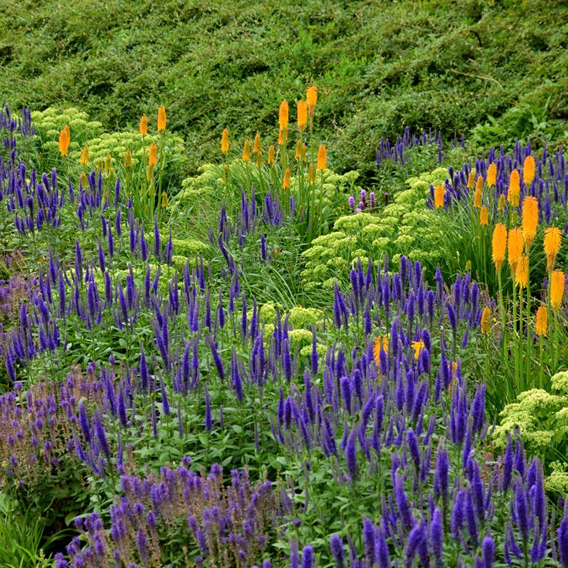 Salvia nemorosa Ostfriesland (Porto)