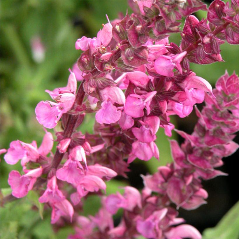 Salvia nemorosa Rose Queen (Flowering)